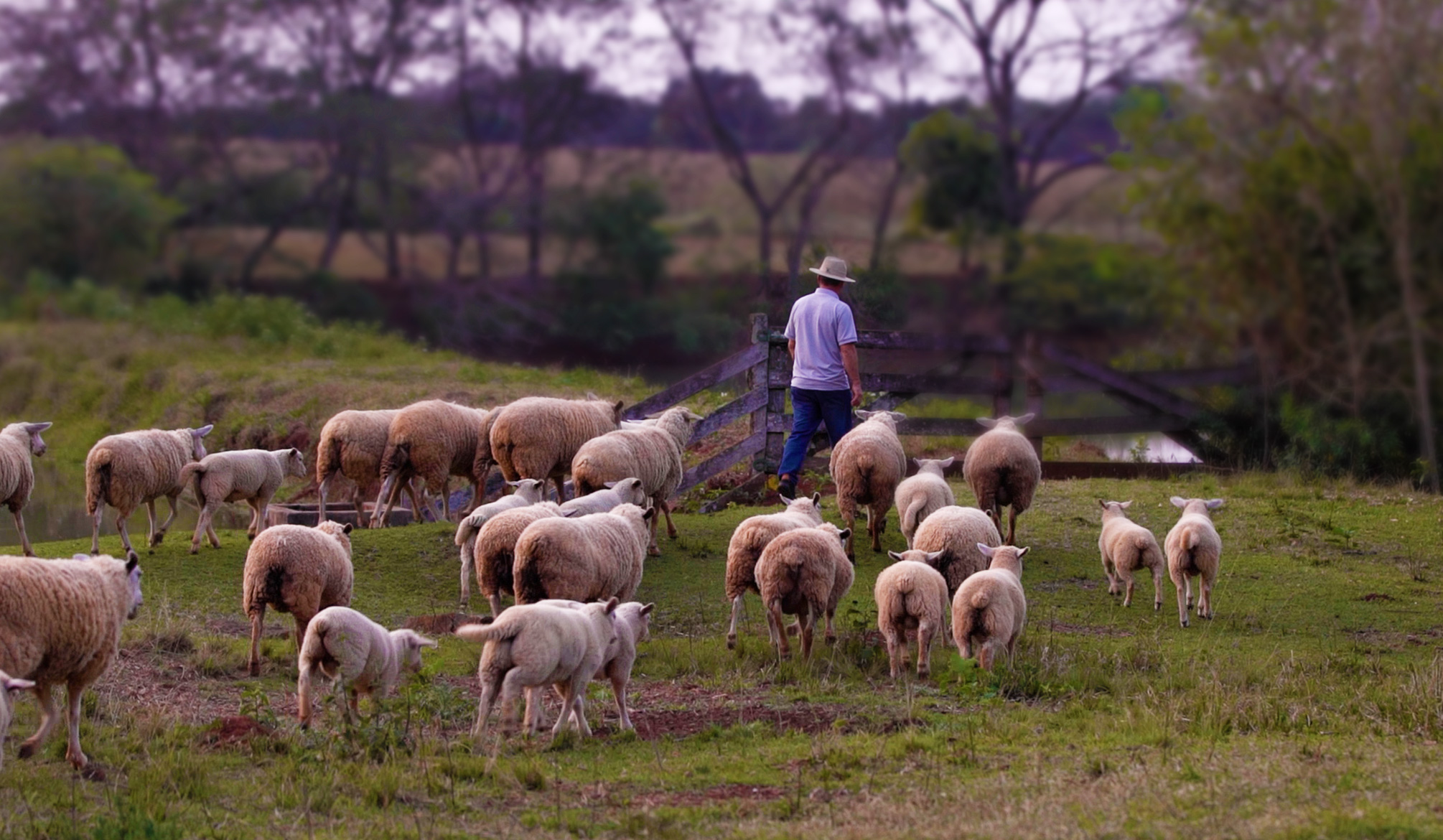 Um fazendeiro caminhando com um rebanho de carneiros.